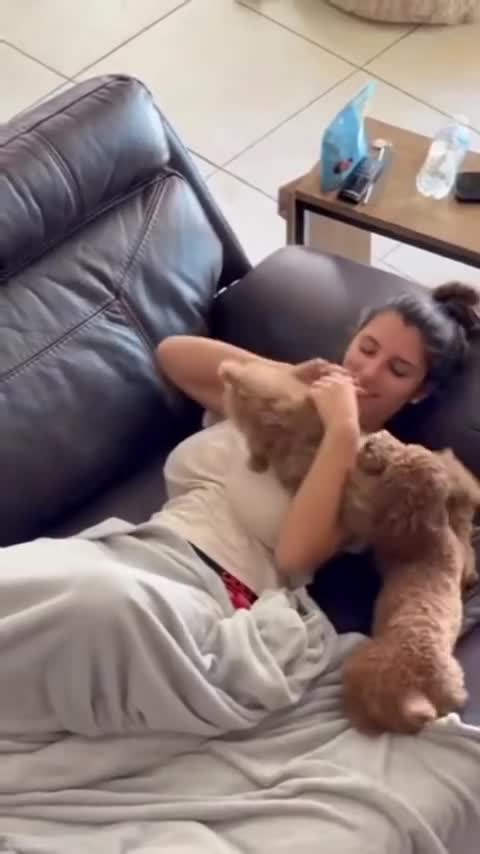 These dogs just found their new favorite trampoline